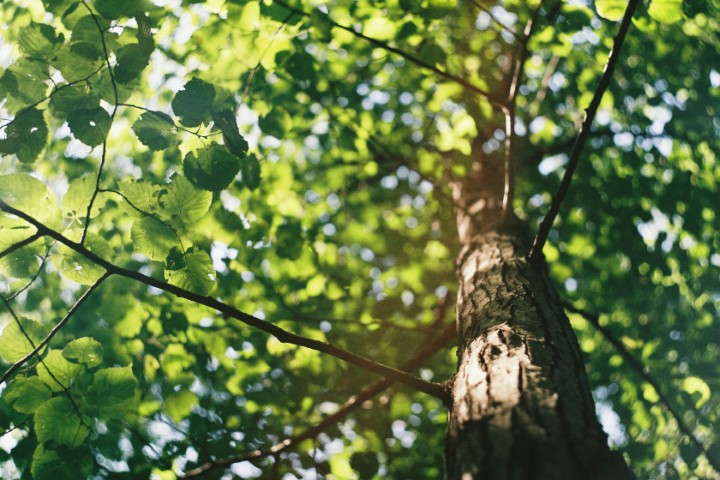 Tree Services: When to Trim, When to Remove, and When to Call Professionals